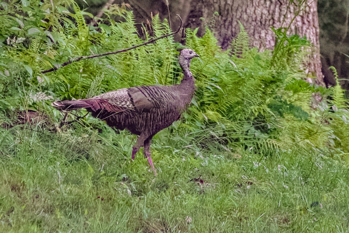 Wild Turkey - ML638314946