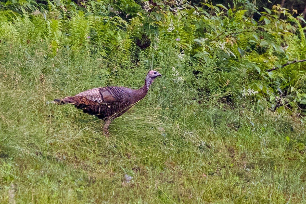 Wild Turkey - ML638314947