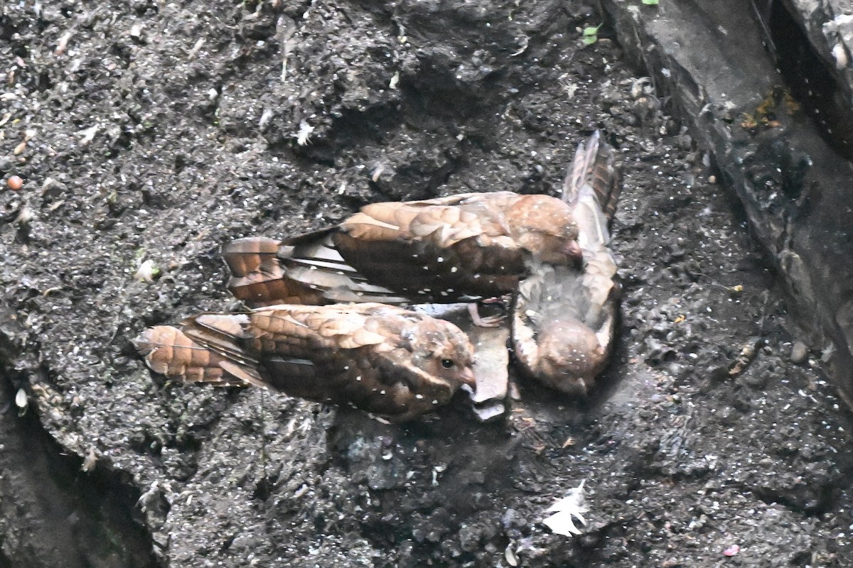 Oilbird - ML638314958