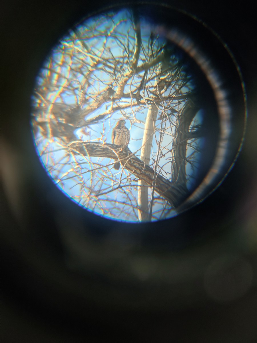 Harris's Hawk - ML638314961