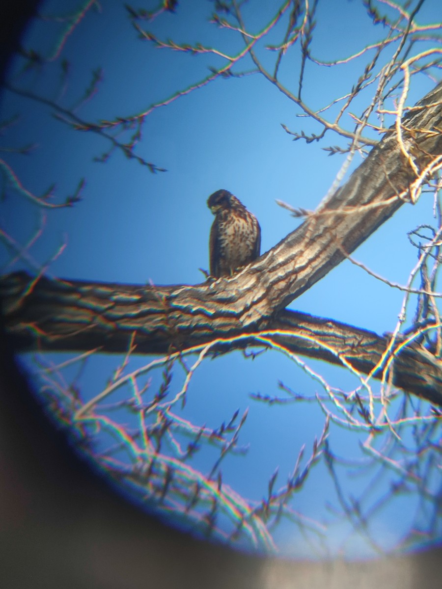Harris's Hawk - ML638314962