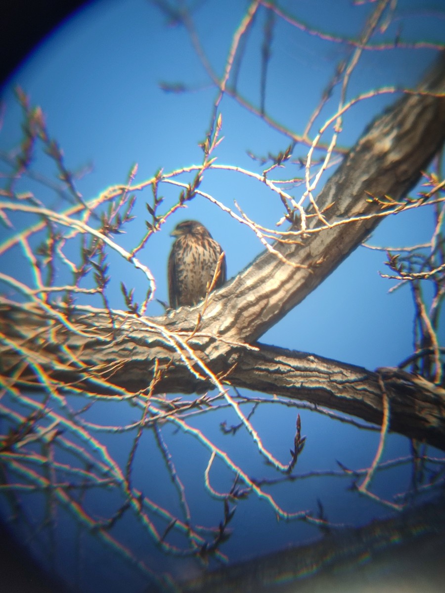 Harris's Hawk - ML638314963
