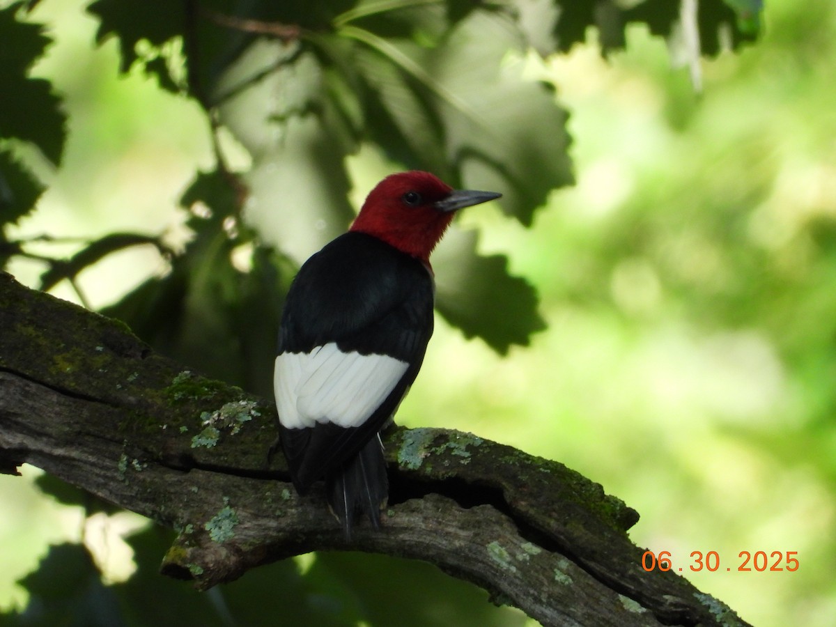 Red-headed Woodpecker - ML638314970