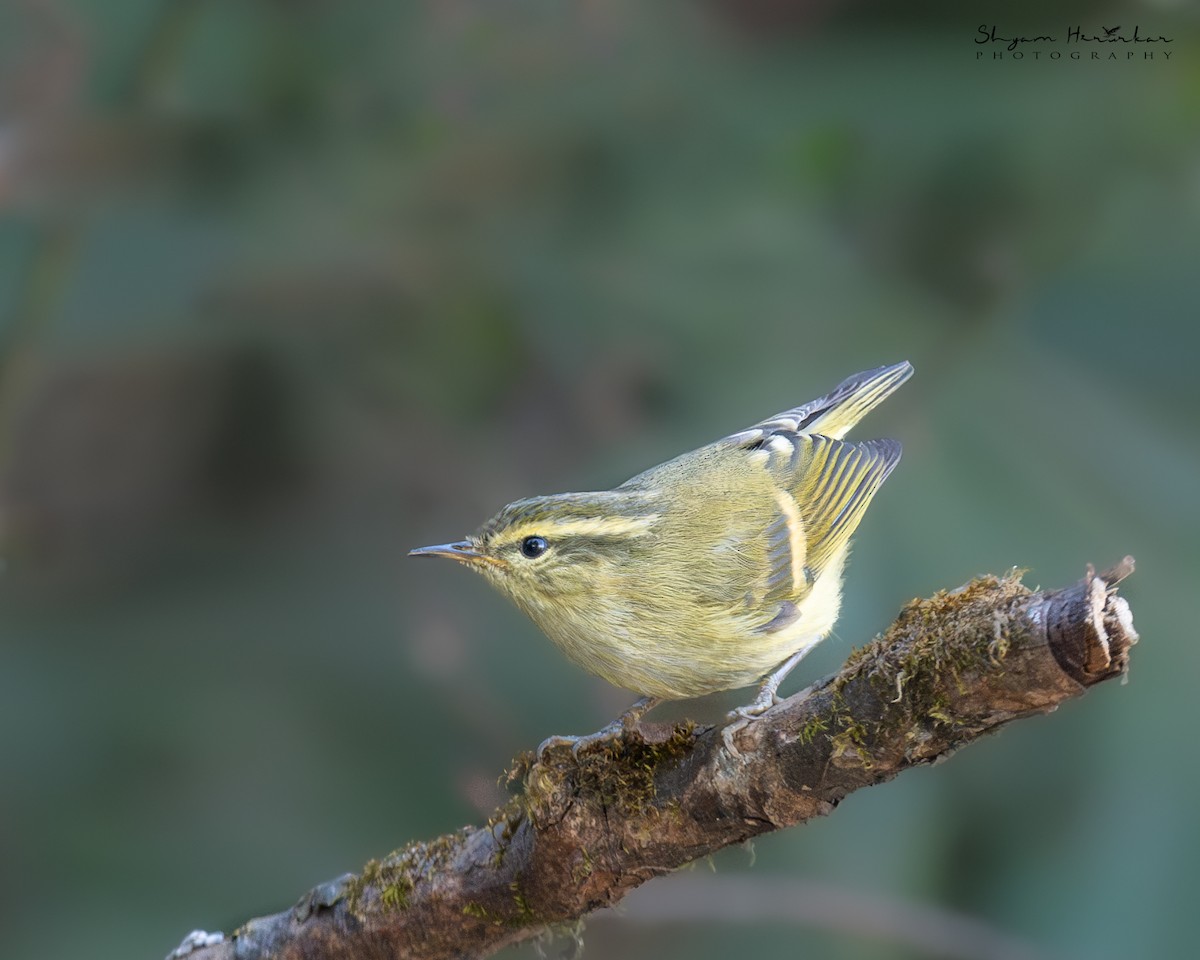 Mosquitero Elegante - ML638314978