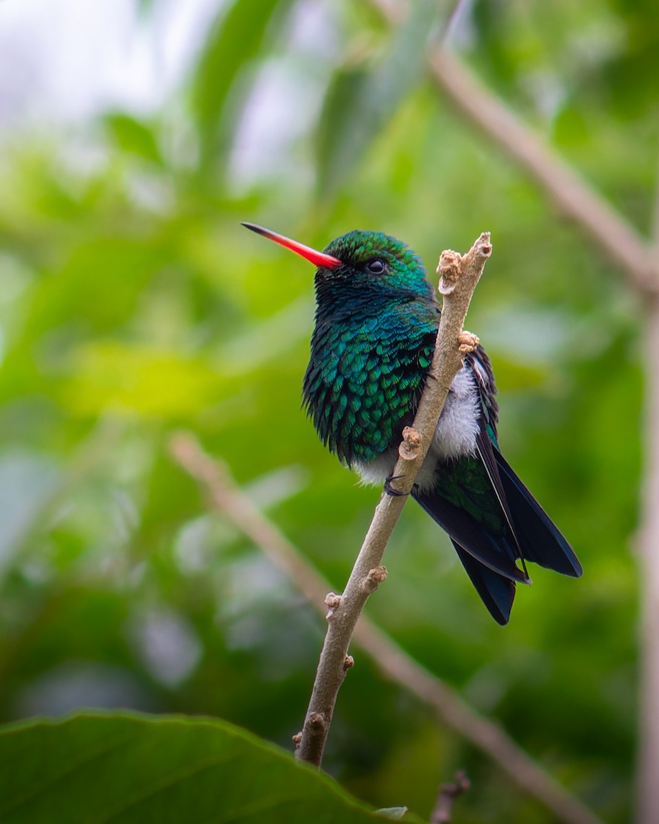 Glittering-bellied Emerald - ML638314982