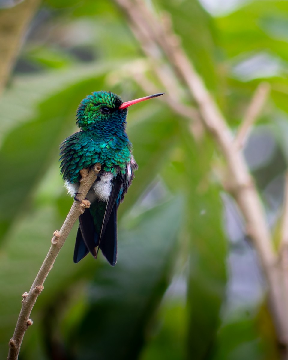 Glittering-bellied Emerald - ML638314983