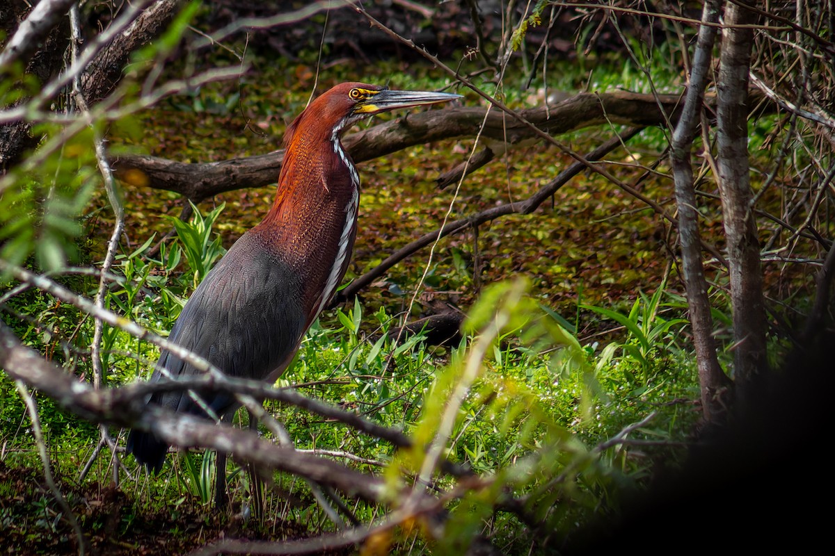 Rufescent Tiger-Heron - ML638314994