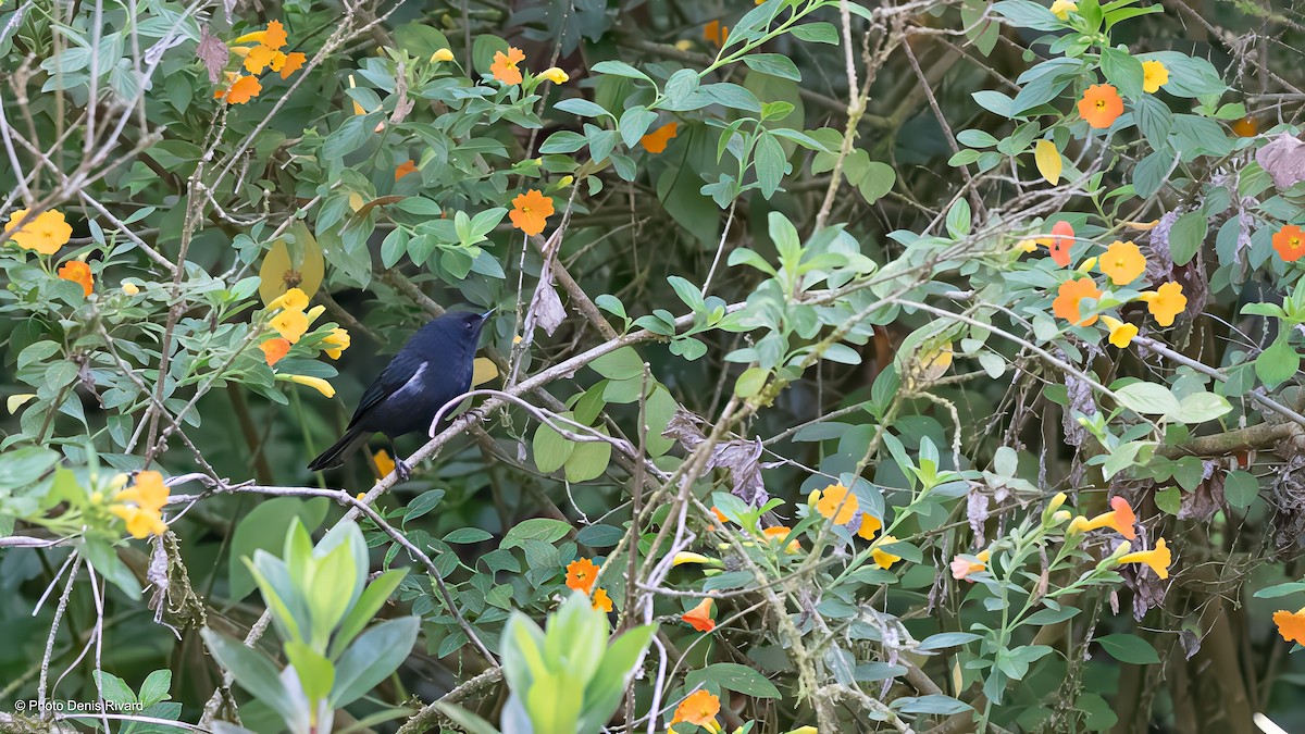 White-sided Flowerpiercer - ML638314995