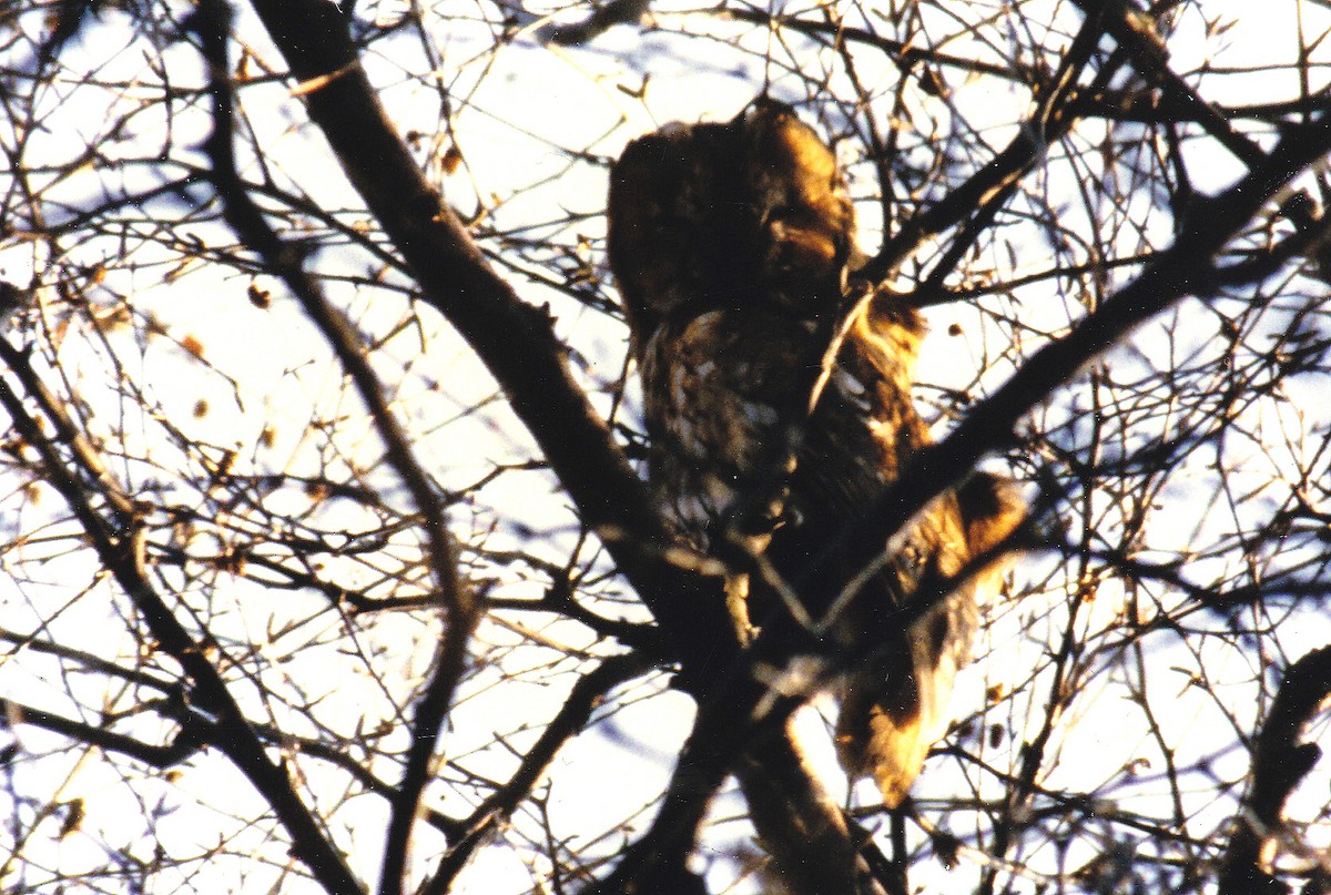 Tawny Owl - ML638314997