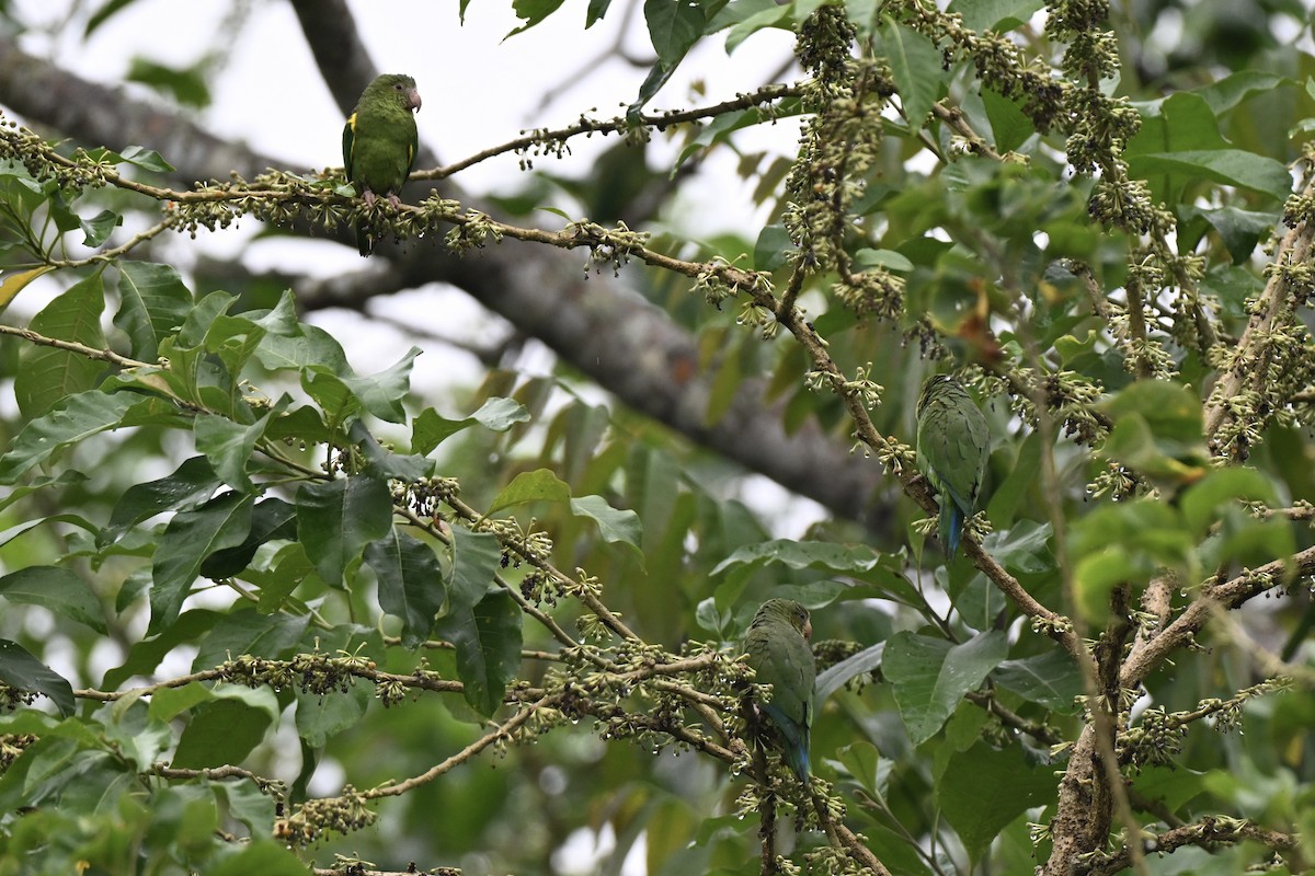 Cobalt-winged Parakeet - ML638314998