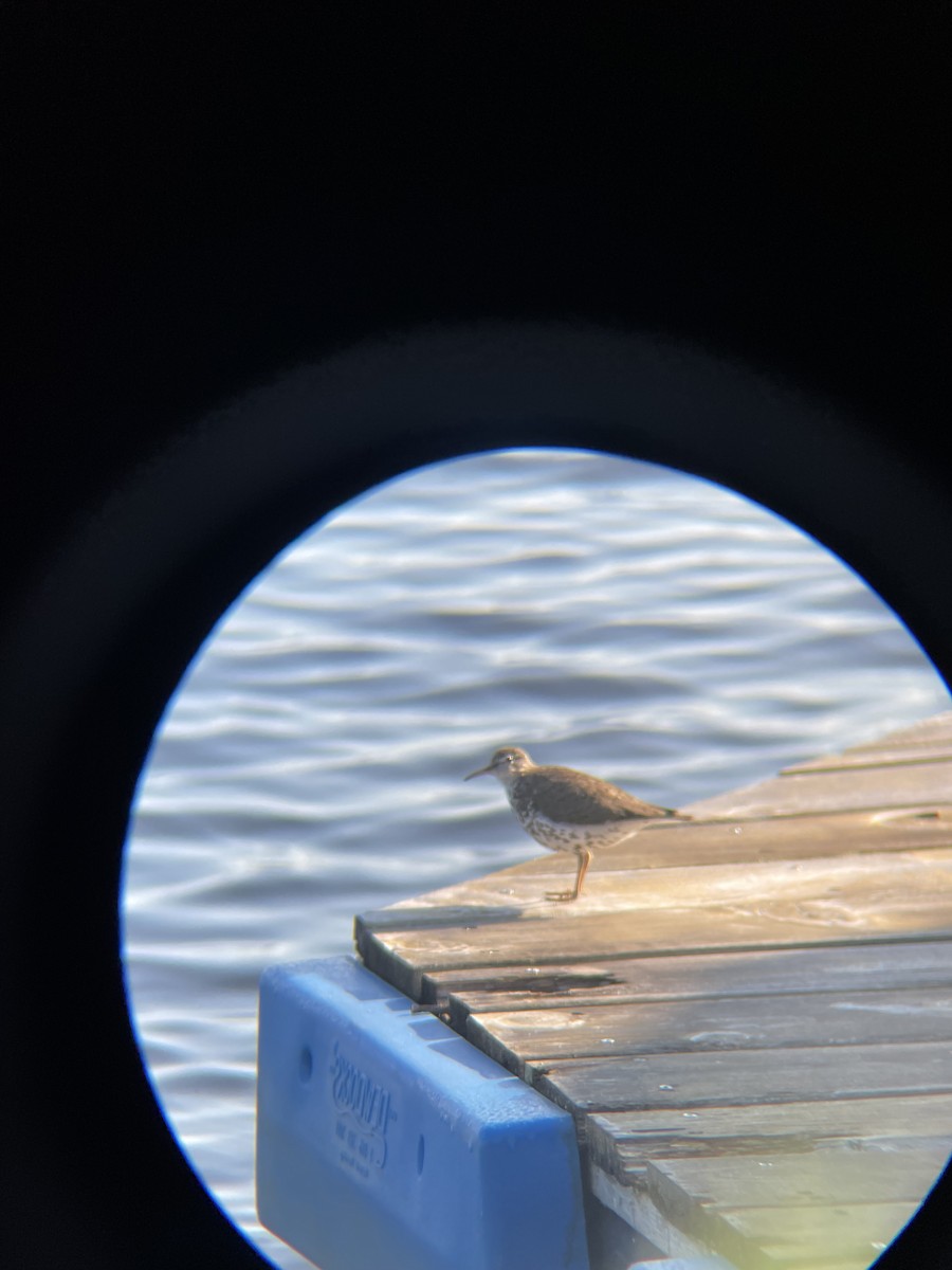 flekksnipe - ML638315003