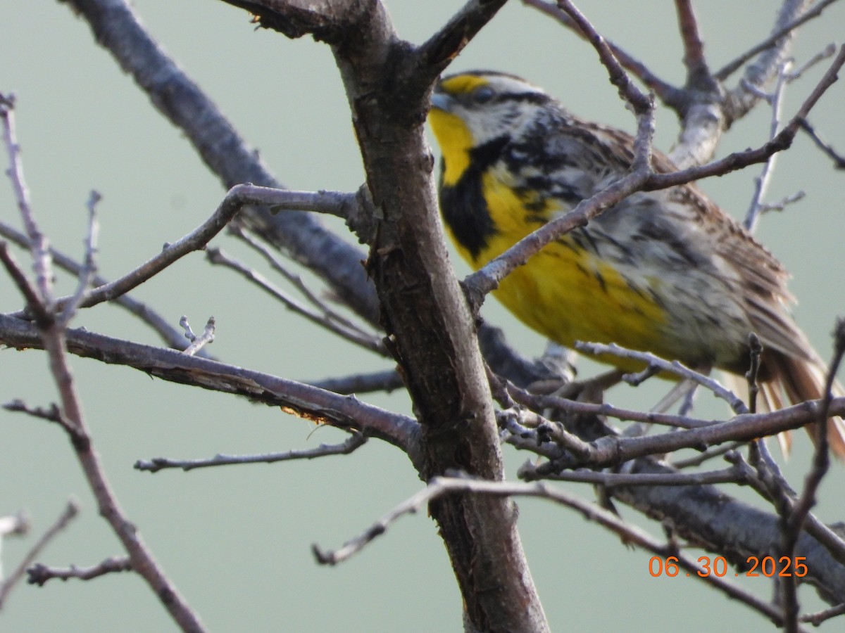 Eastern Meadowlark - ML638315005