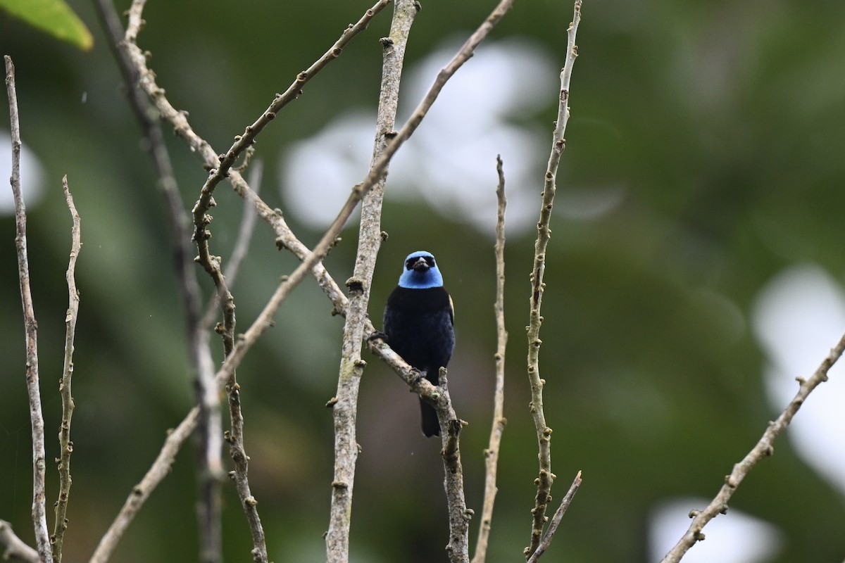 Blue-necked Tanager - ML638315020