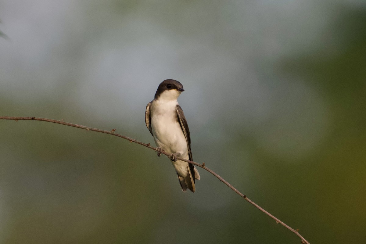 Tree Swallow - ML638315026