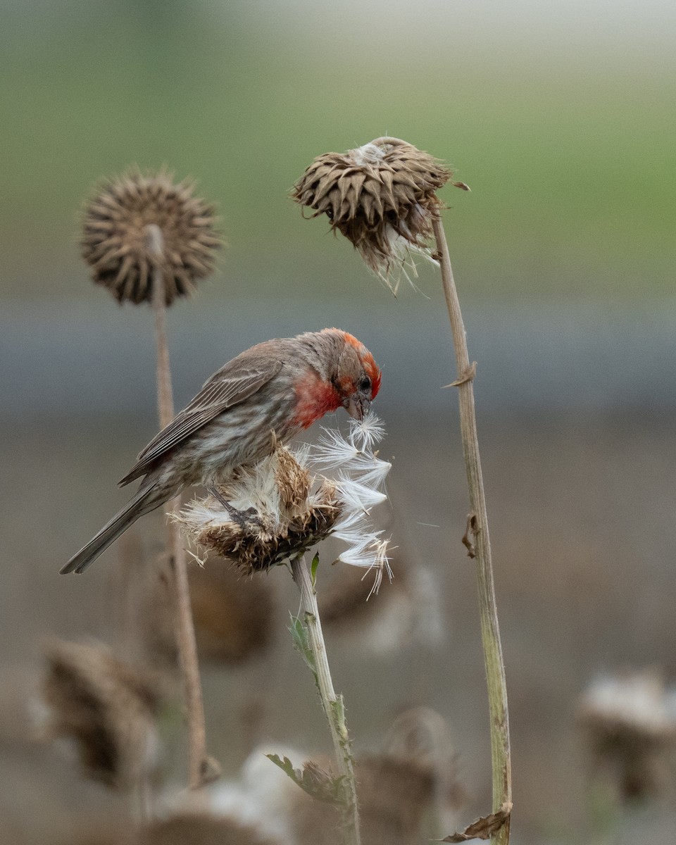 House Finch - ML638315029