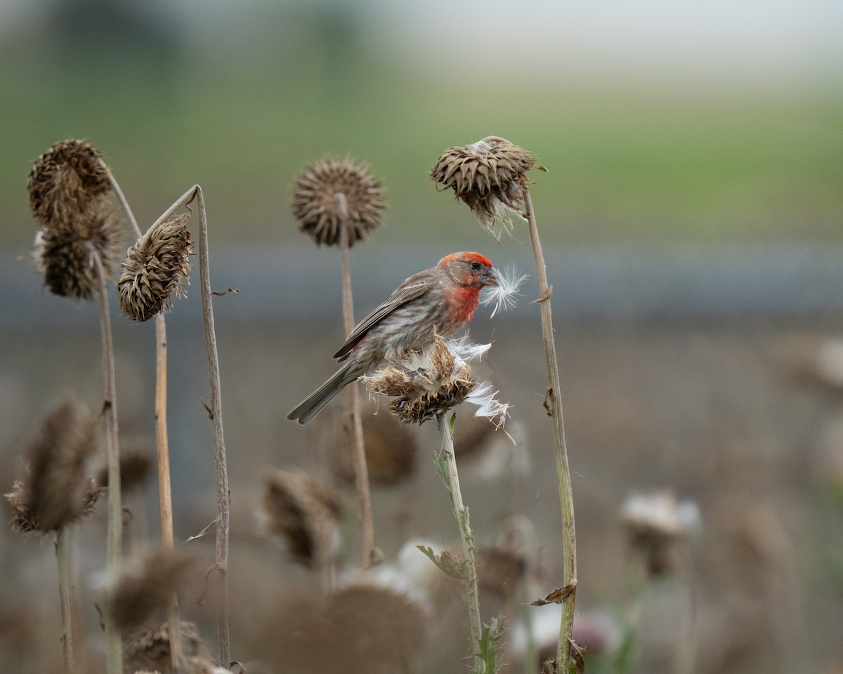 House Finch - ML638315030