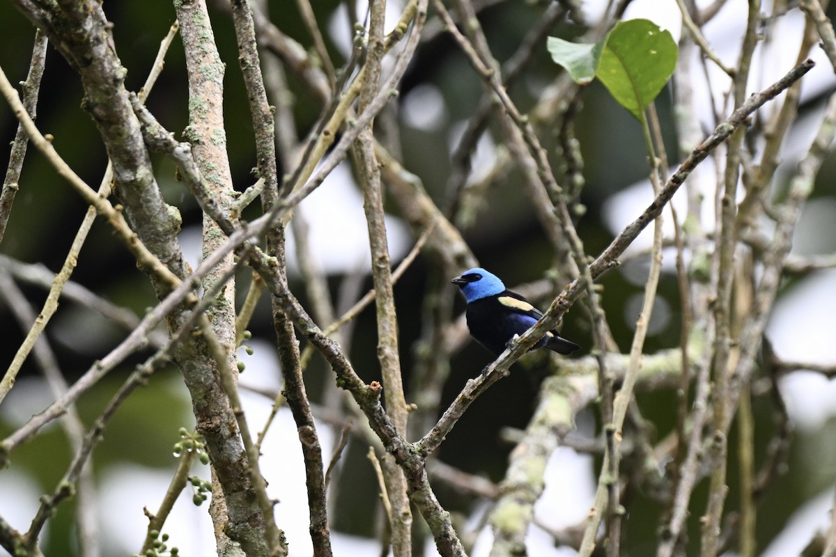 Blue-necked Tanager - ML638315032