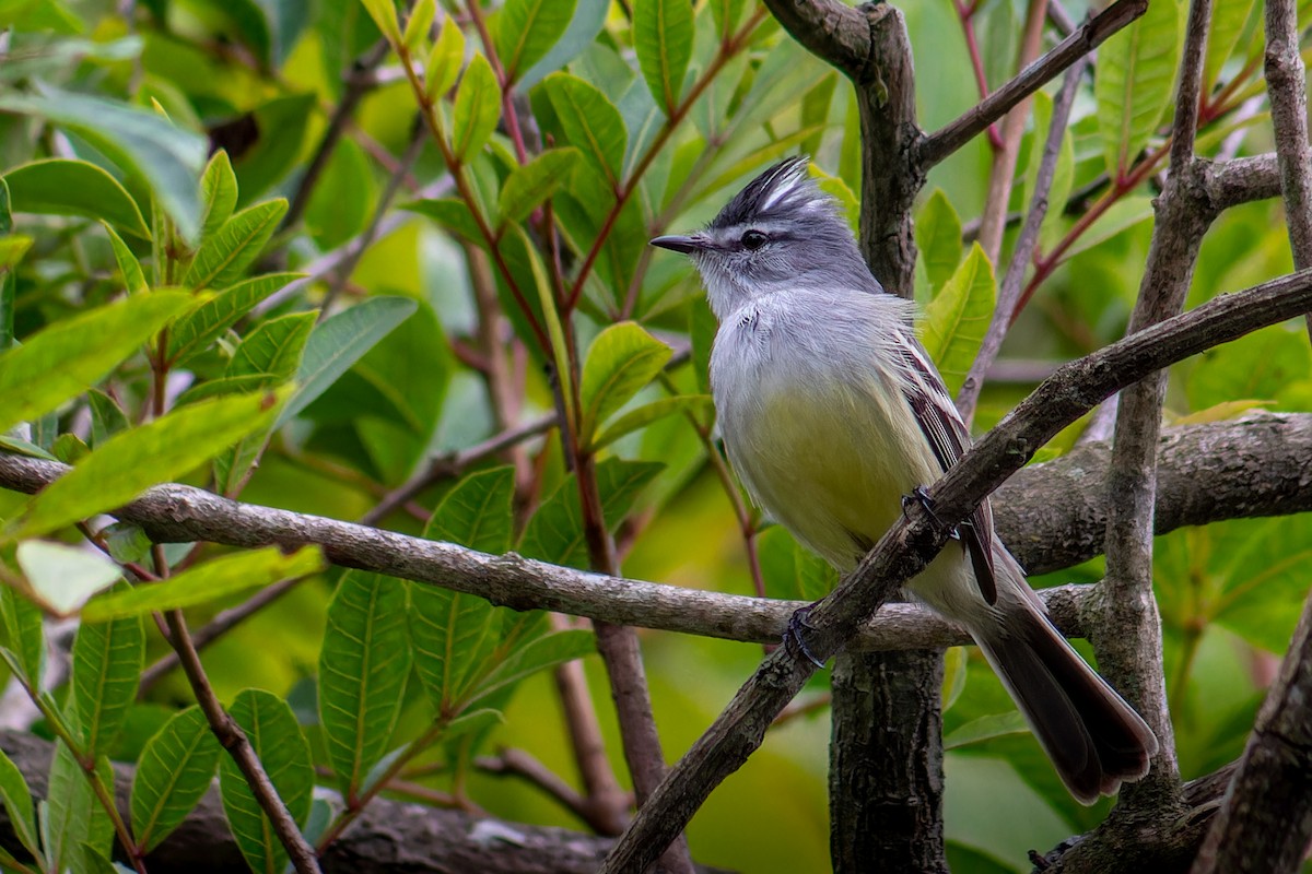 White-crested Tyrannulet - ML638315035
