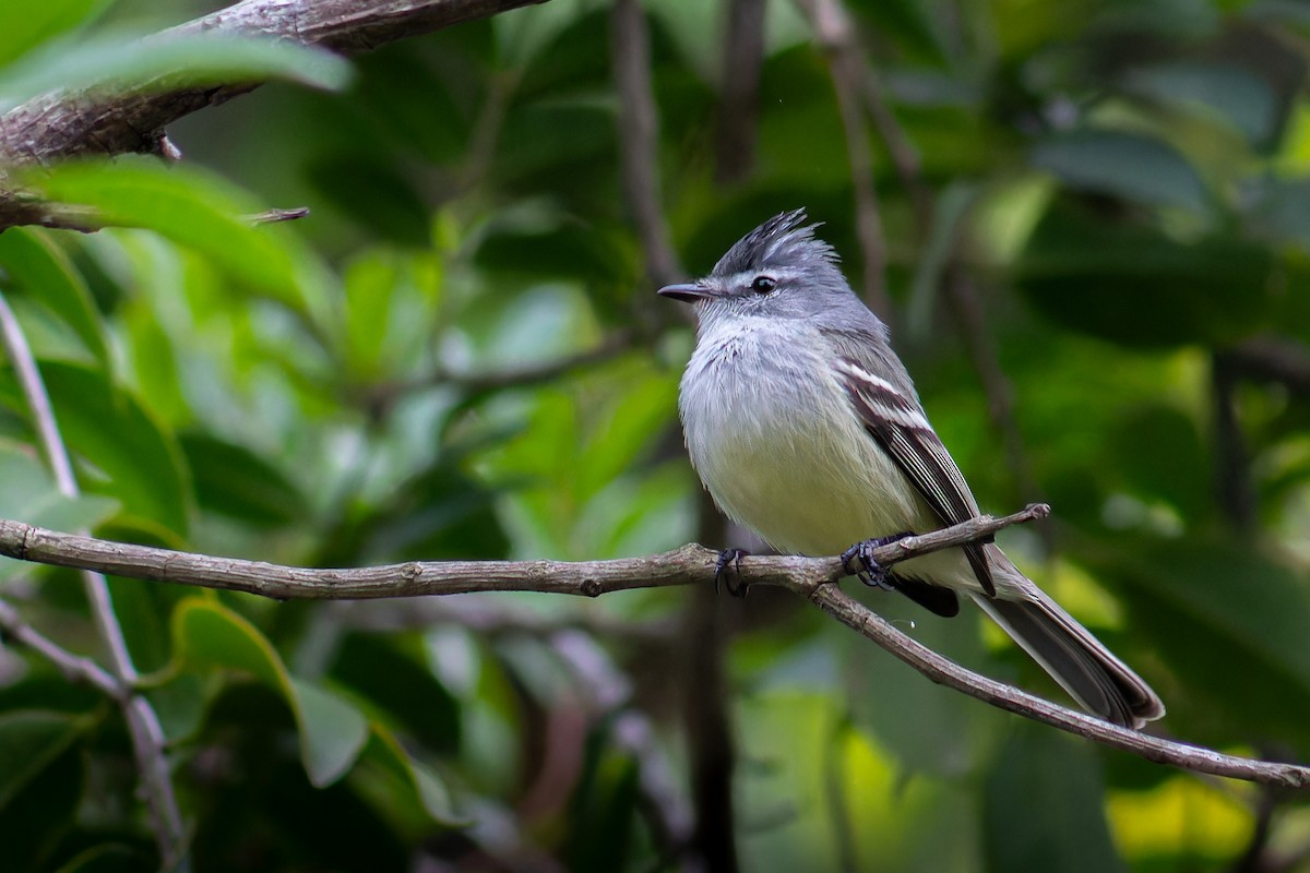 White-crested Tyrannulet - ML638315036