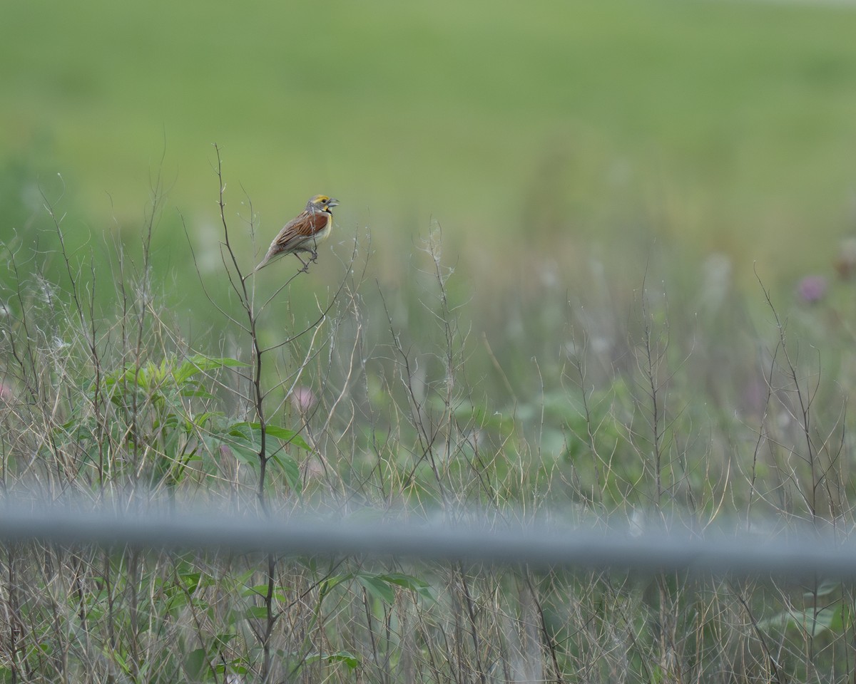 Dickcissel - ML638315050