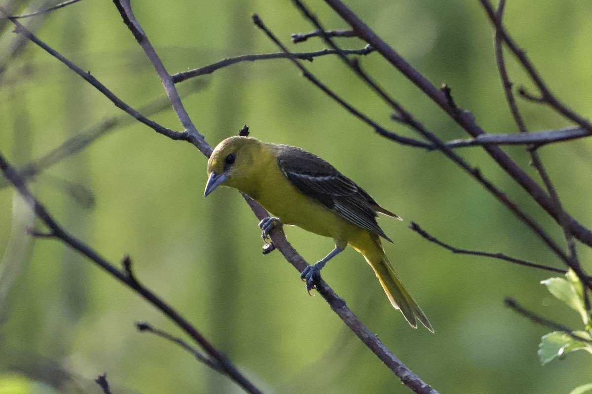 Oriole des vergers - ML638315055