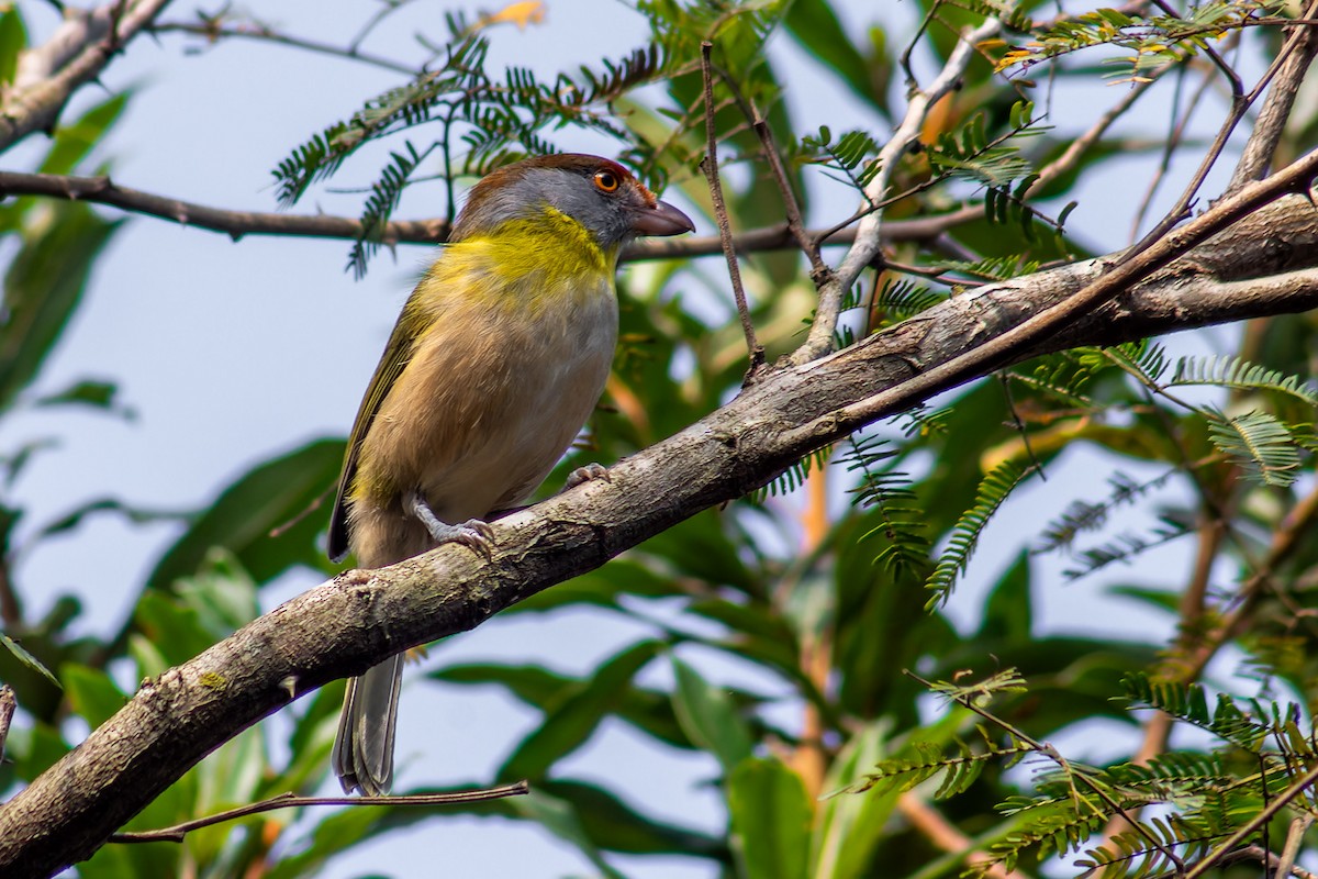 rustbrynvireo - ML638315061