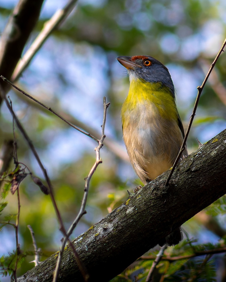 rustbrynvireo - ML638315062