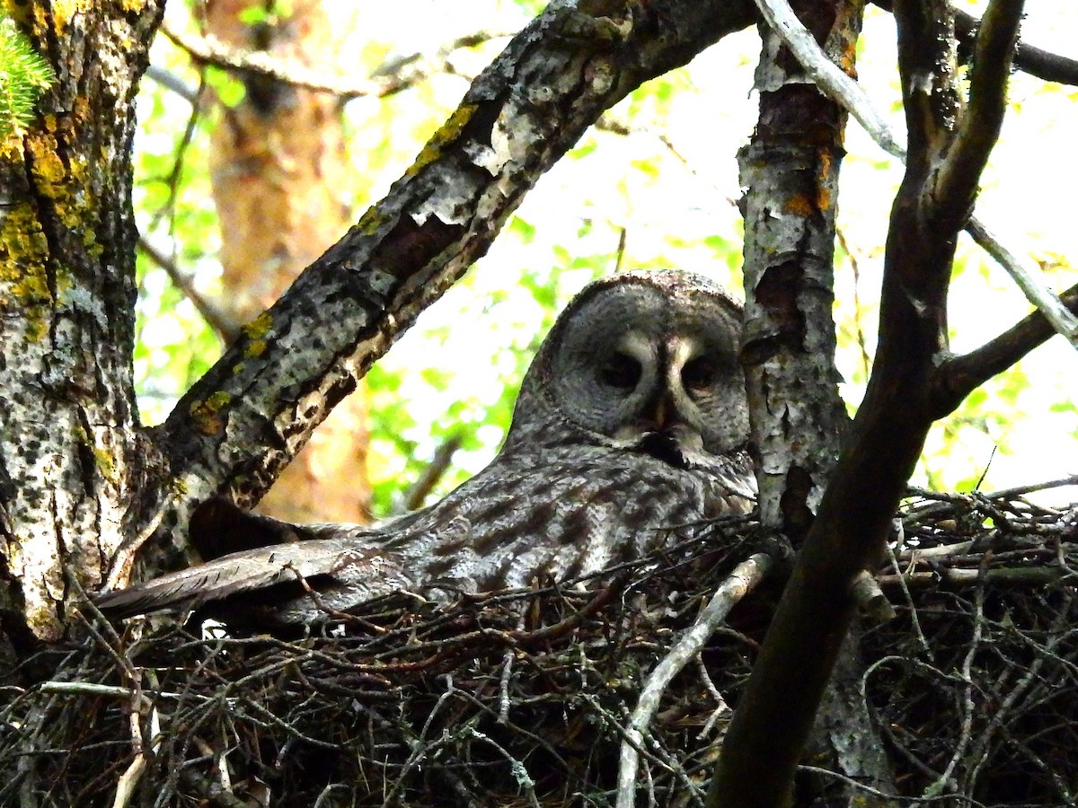 Great Gray Owl (Lapland) - ML638315066