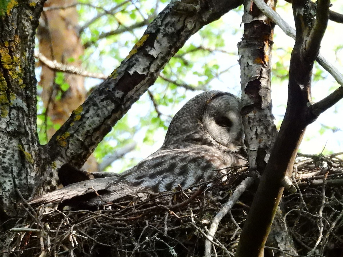 Great Gray Owl (Lapland) - ML638315067