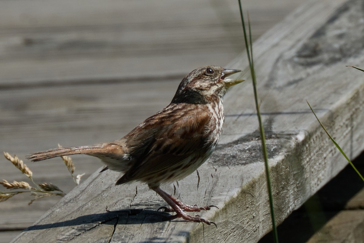 Song Sparrow - ML638315069