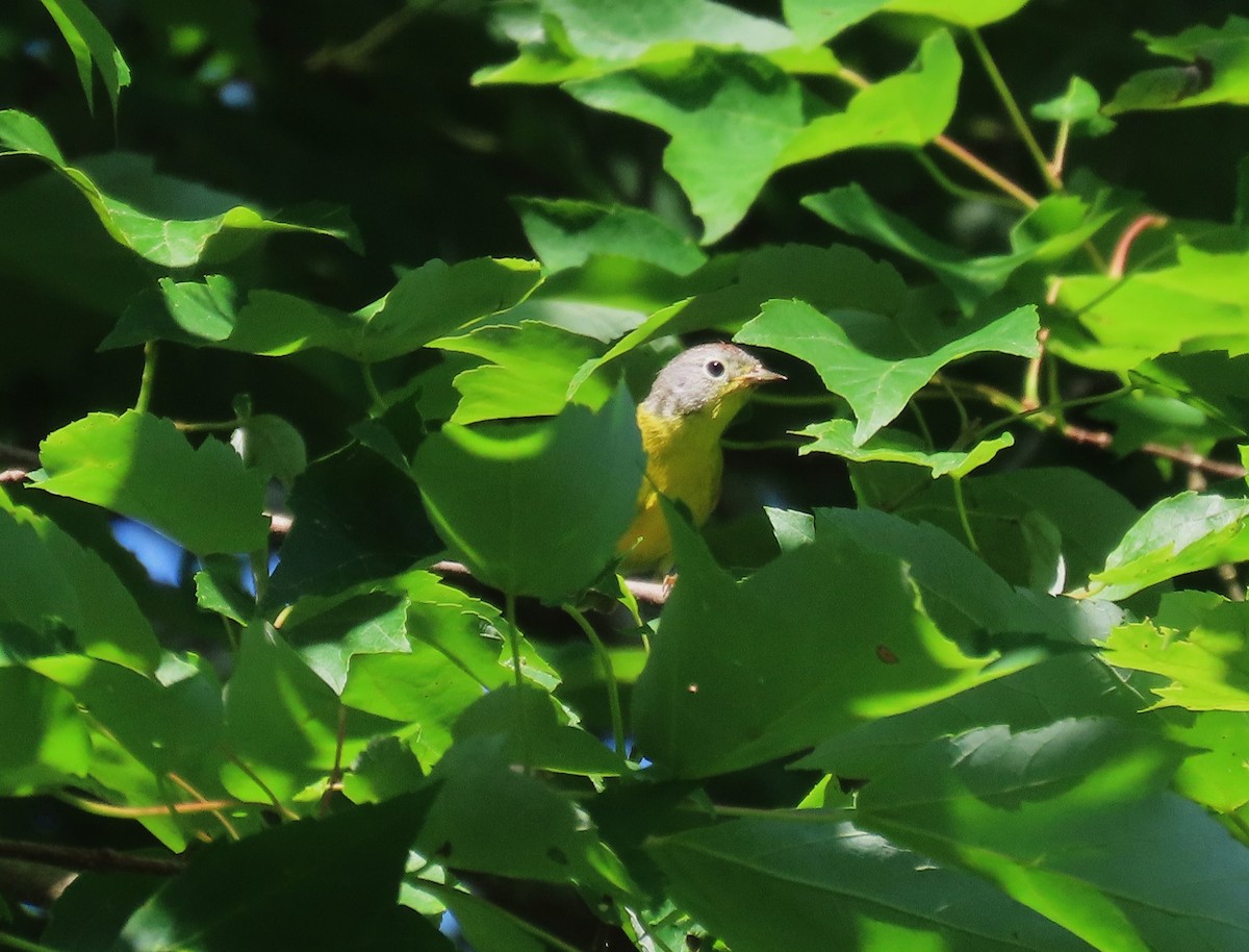 Nashville Warbler - ML638315071