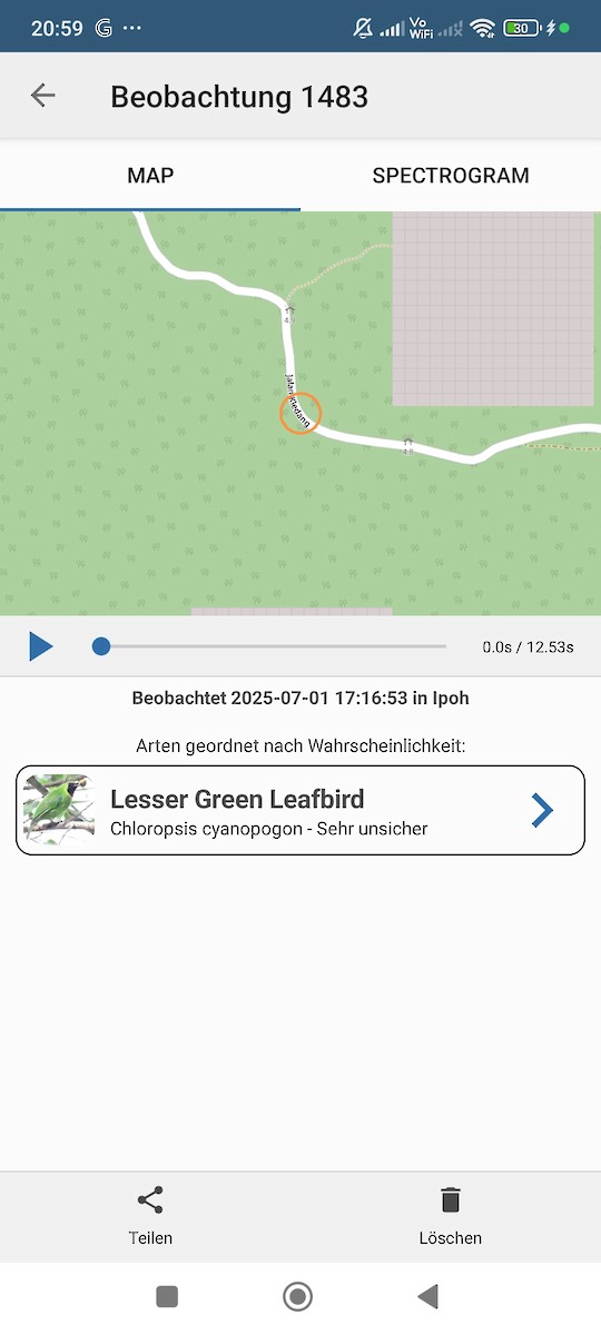 Lesser Green Leafbird - ML638315074