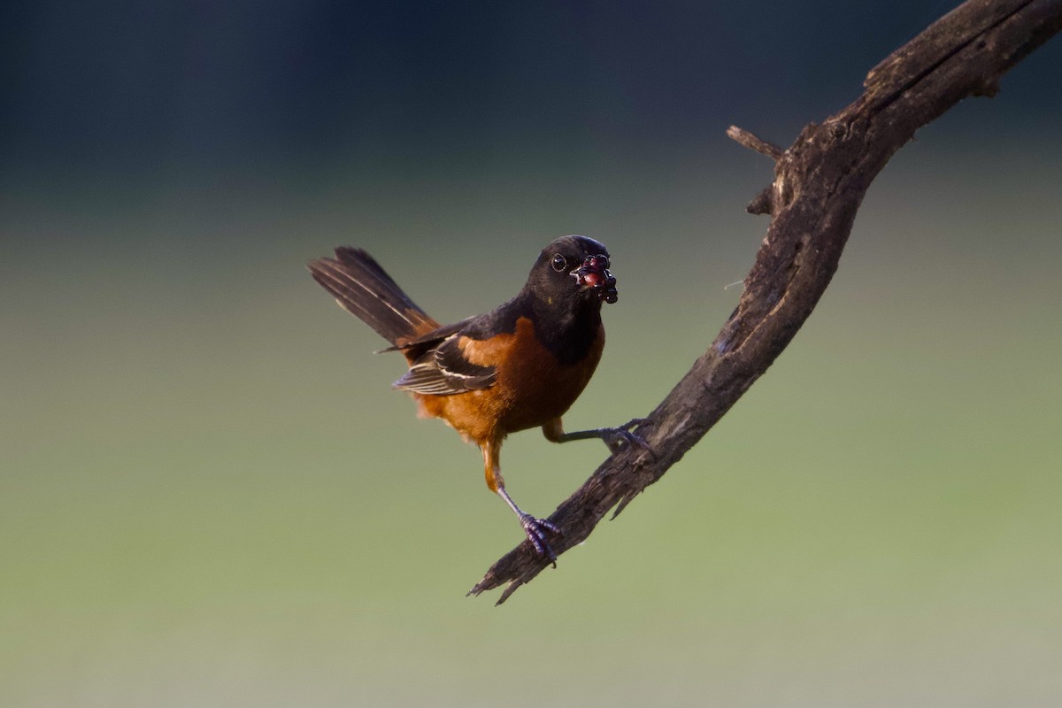 Oriole des vergers - ML638315075