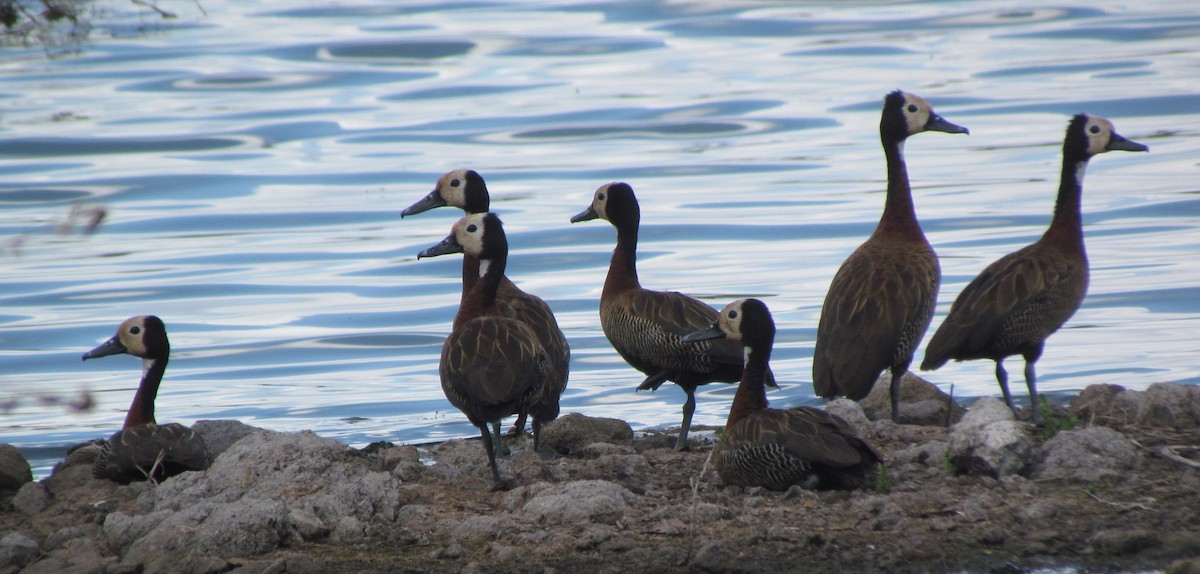 White-faced Whistling-Duck - ML638315076