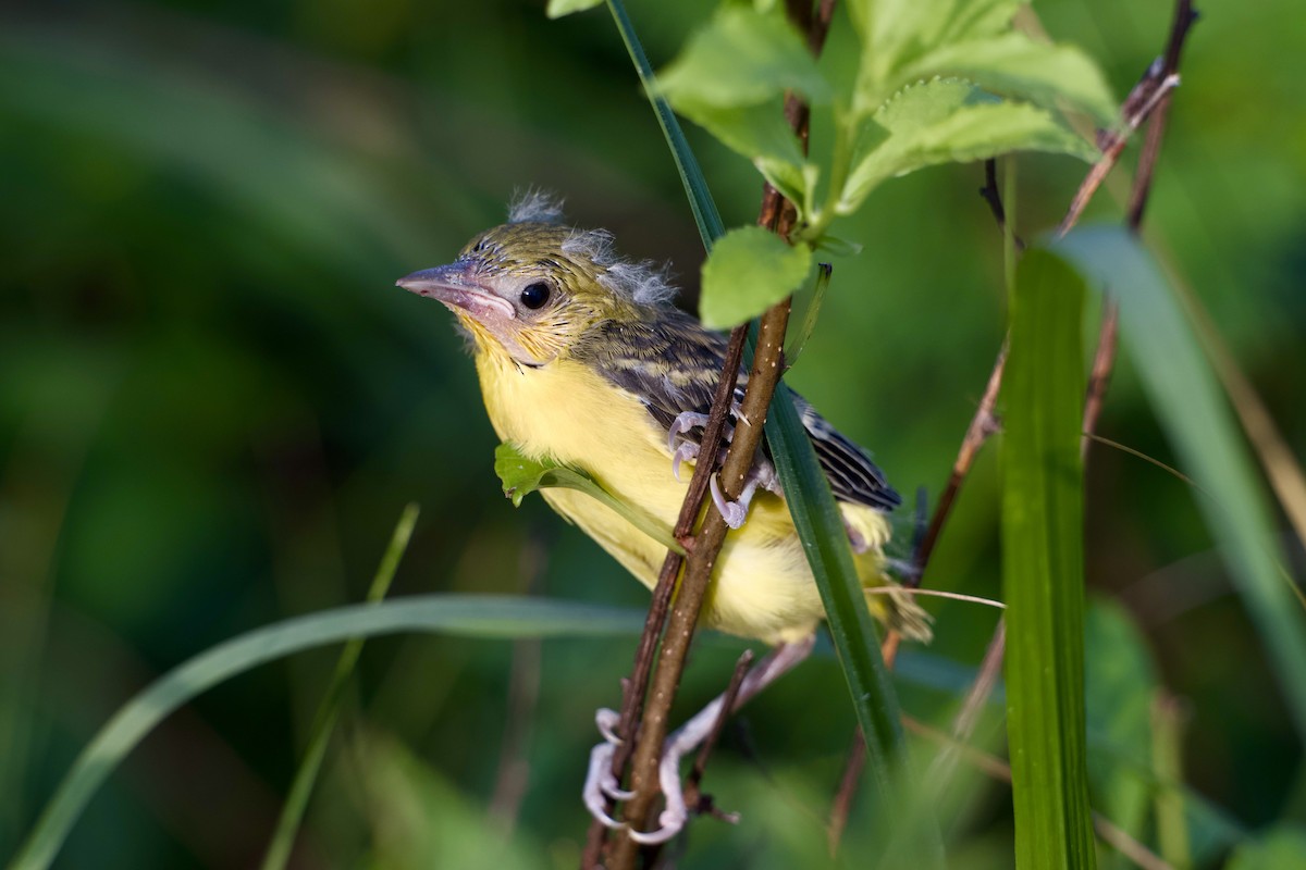 Oriole des vergers - ML638315078