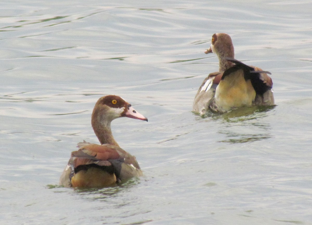Egyptian Goose - ML638315091