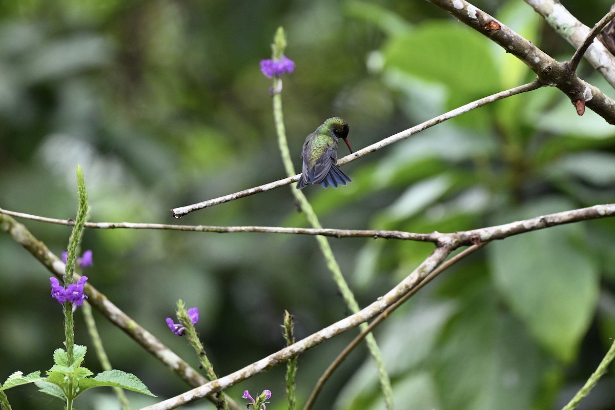 Sapphire-spangled Emerald (Spot-vented) - ML638315101