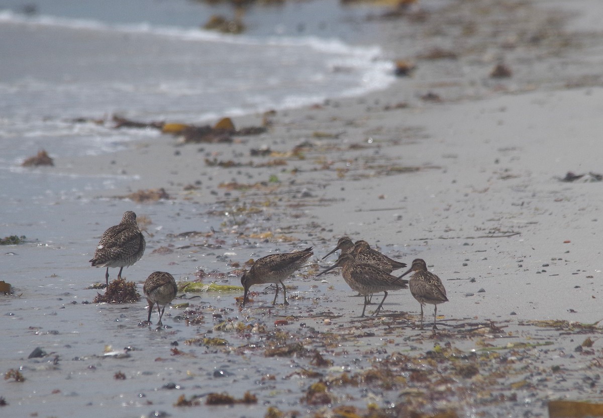 Short-billed Dowitcher - ML638315102