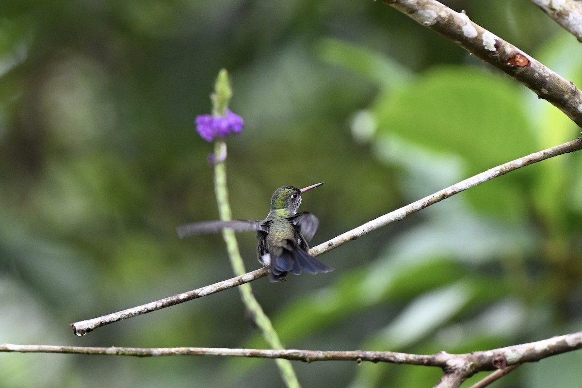 Sapphire-spangled Emerald (Spot-vented) - ML638315114