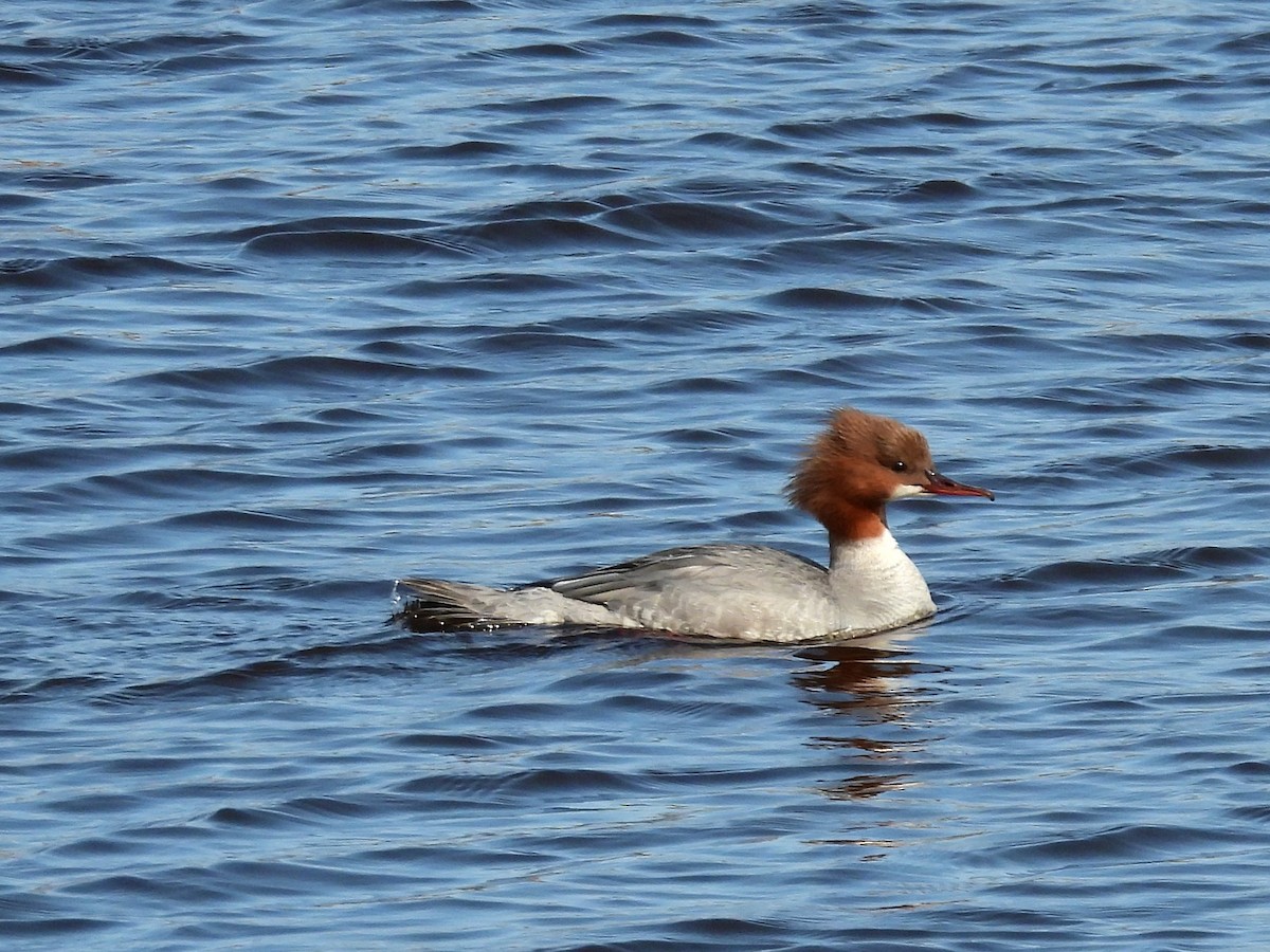Büyük Tarakdiş (merganser/orientalis) - ML638315119