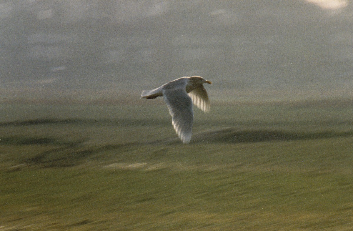 Glaucous Gull - ML638315120