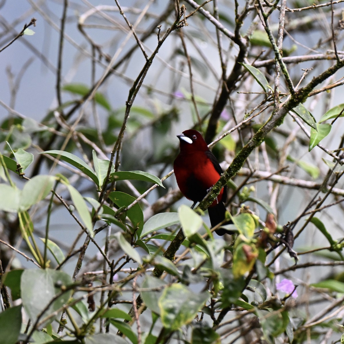 Black-bellied Tanager - ML638315126
