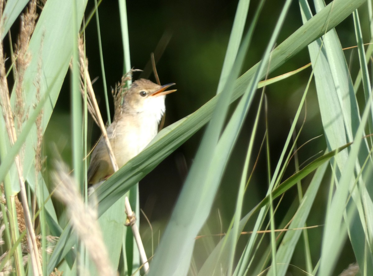 Common Reed Warbler - ML638315137