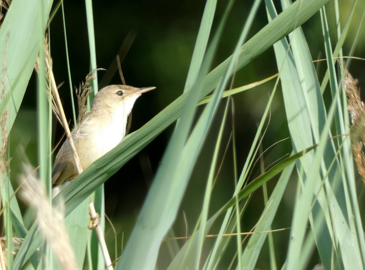 Common Reed Warbler - ML638315138