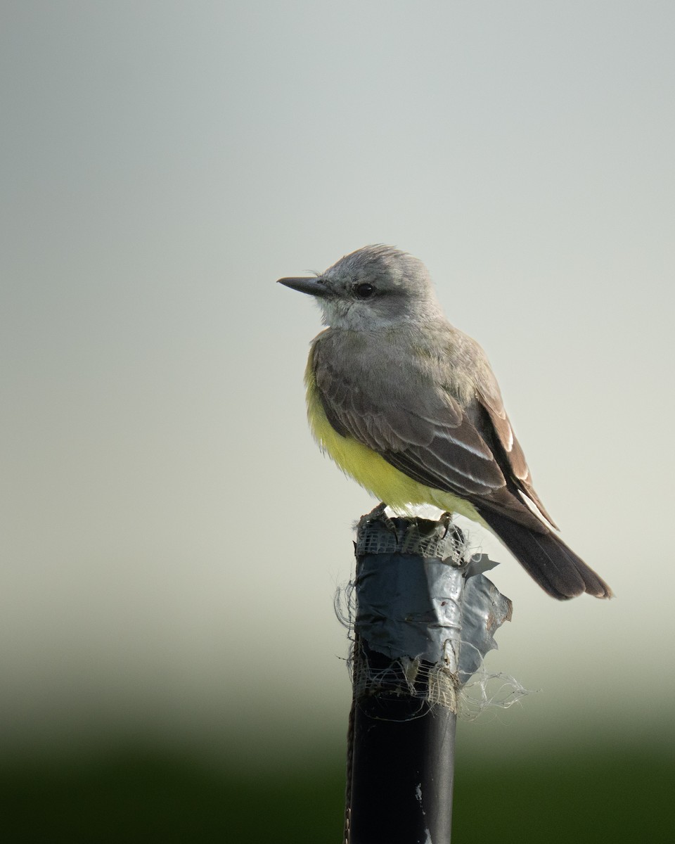 Western Kingbird - ML638315147