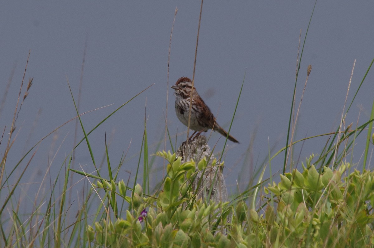 Song Sparrow - ML638315151