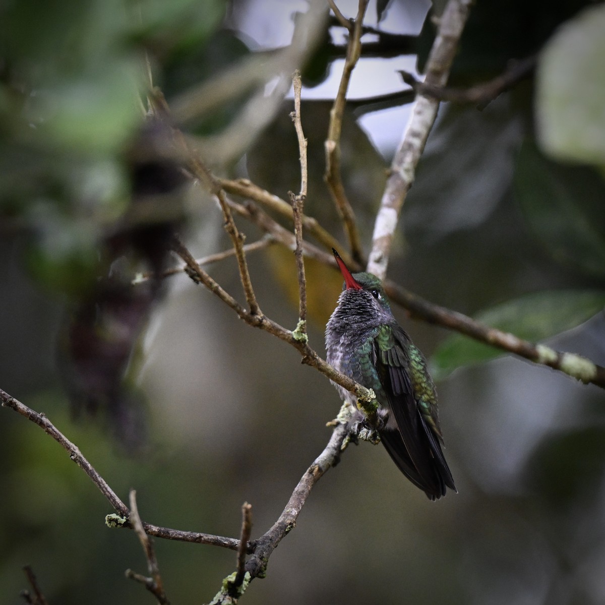Sapphire-spangled Emerald (Spot-vented) - ML638315162