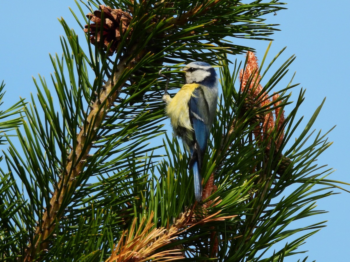 Eurasian Blue Tit - ML638315163