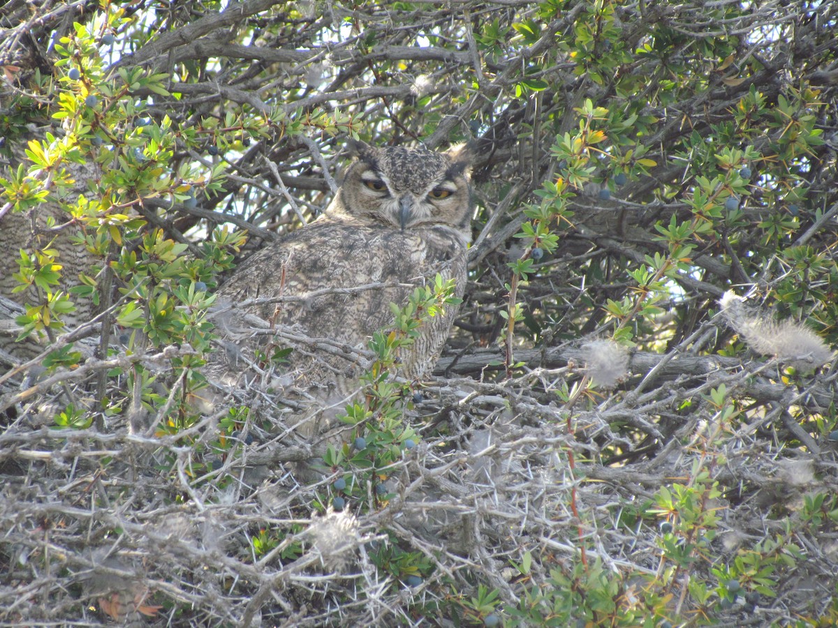 Lesser Horned Owl - ML638315164