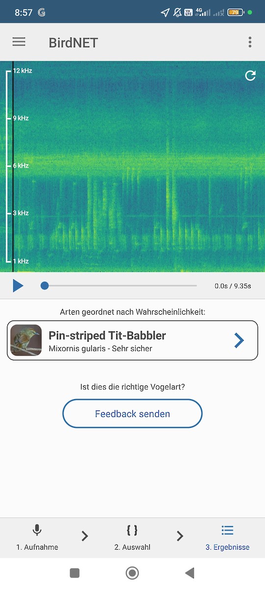 Strichelmeisentimalie - ML638315169